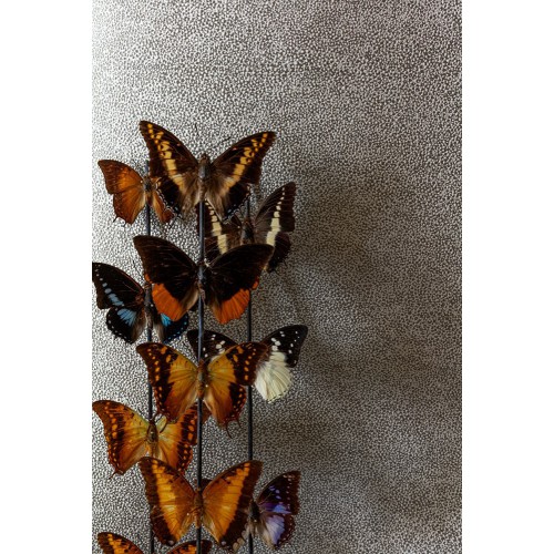 Tapeta CAB901 Cabinet of Curiosities Khroma