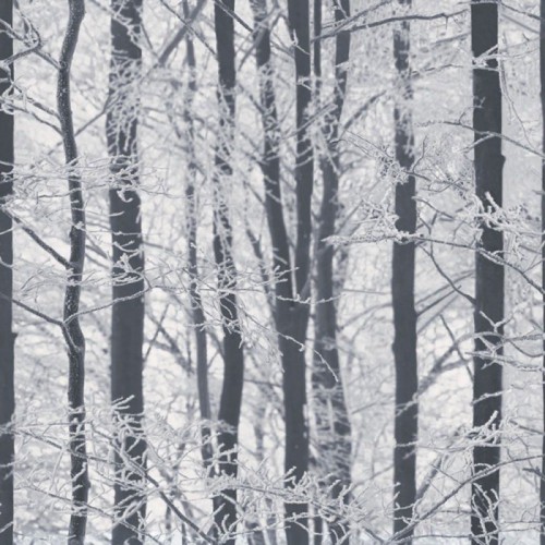 Tapeta 670200 Studio Collection Arthouse