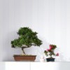 Tapeta 82303 IVY Novamur