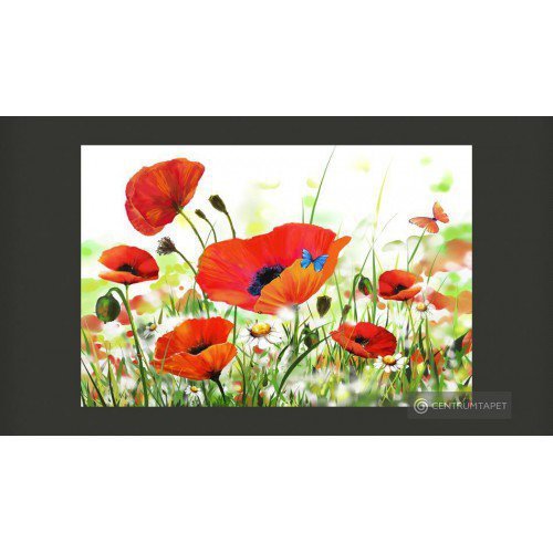 Fototapeta Country poppies...