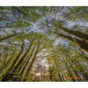 Fototapeta Canopy 4-522