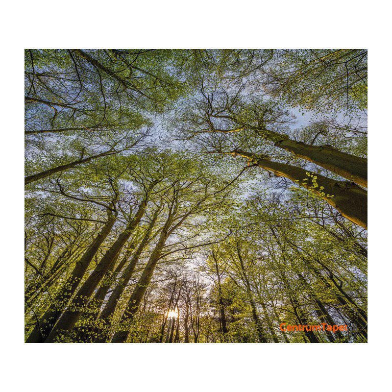 Fototapeta Canopy 4-522