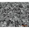 Fototapeta Forest Floor 8-914