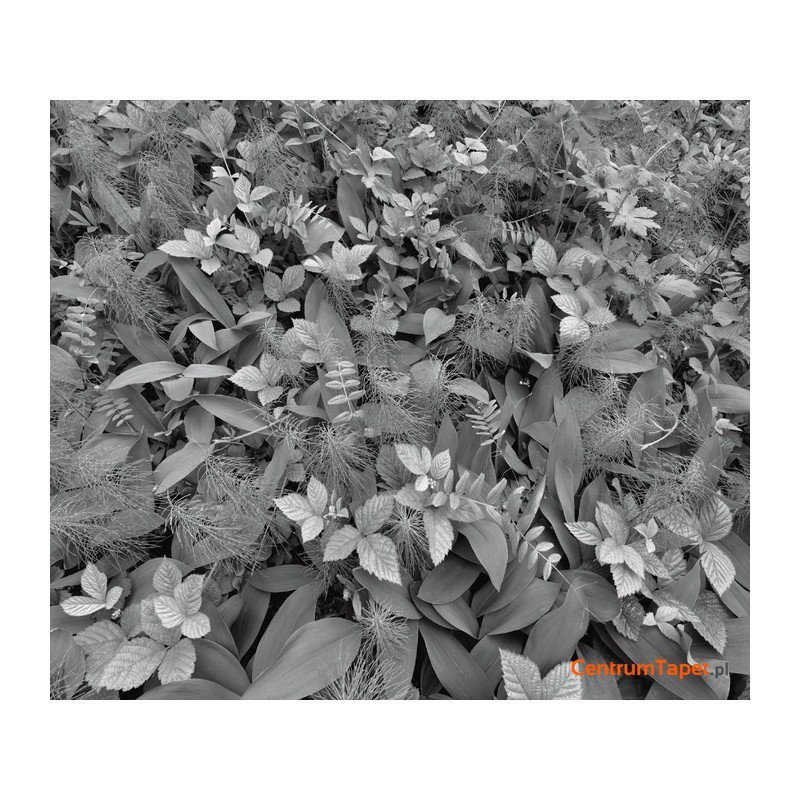 Fototapeta Forest Floor 8-914