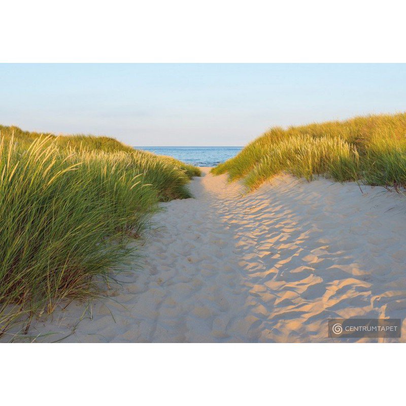 Fototapeta 8-995 Sandy Path