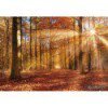 Fototapeta 8-997 Golden Dawn
