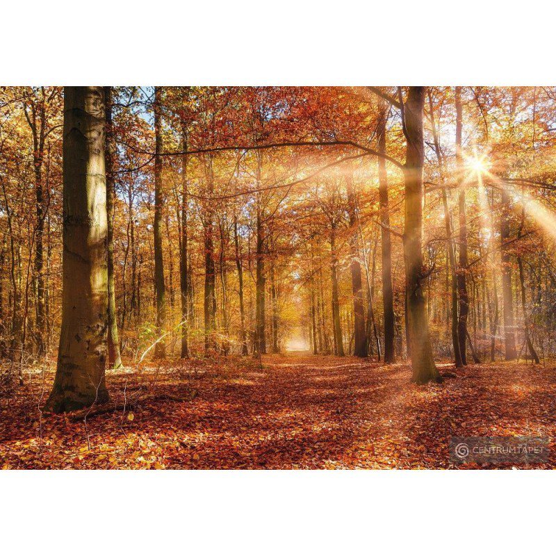 Fototapeta 8-997 Golden Dawn