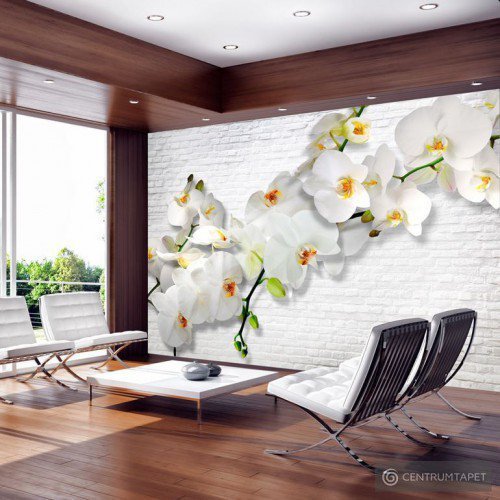 Fototapeta Orchidee na ścianie b-A-0089-a-b