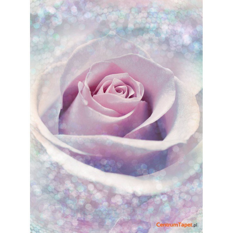 Fototapeta Delicate Rose XXL2-020