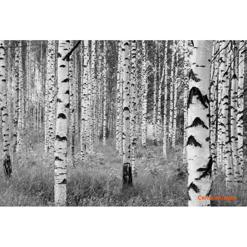 Fototapeta Woods XXL4-023