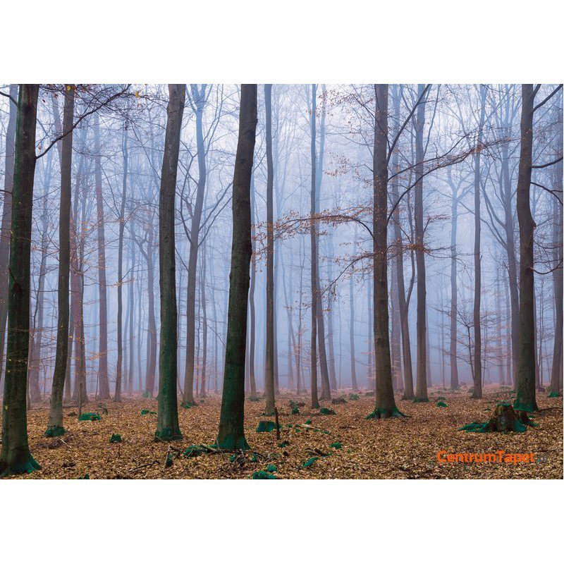 Fototapeta 2658