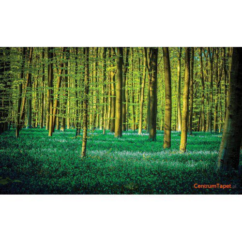Fototapeta 1438