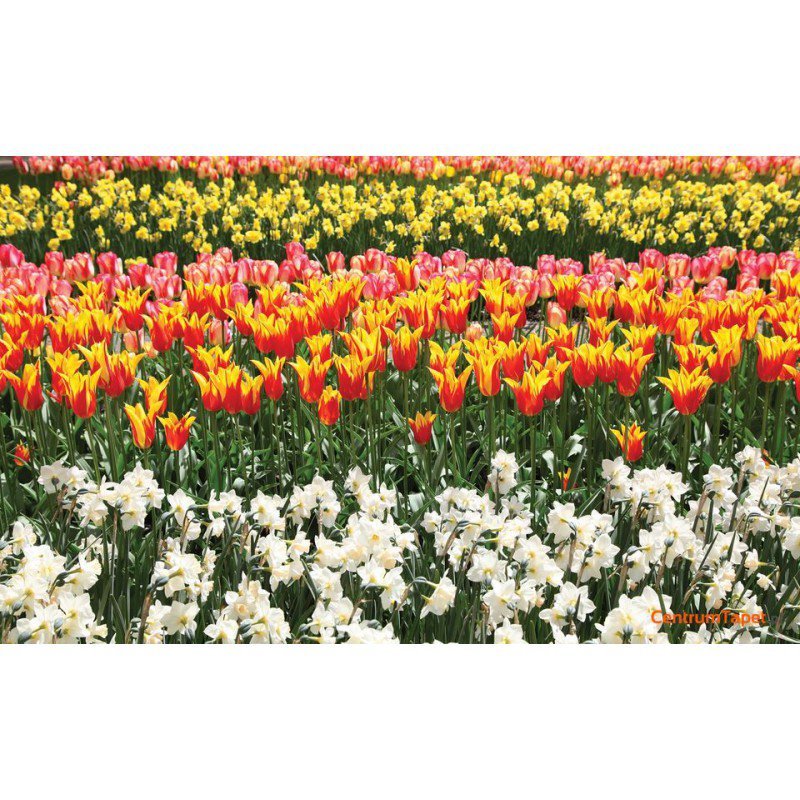 Fototapeta 3404