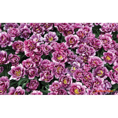 Fototapeta 3405