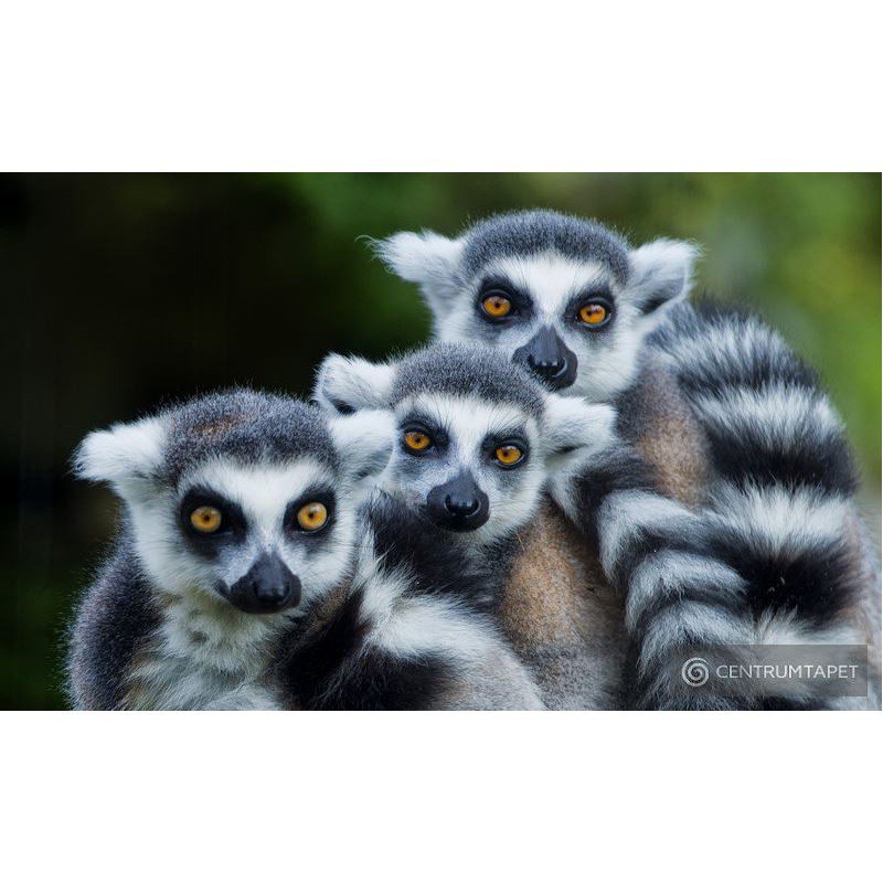 Fototapeta 3619 Lemury