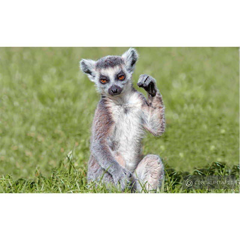 Fototapeta 3623 Lemur