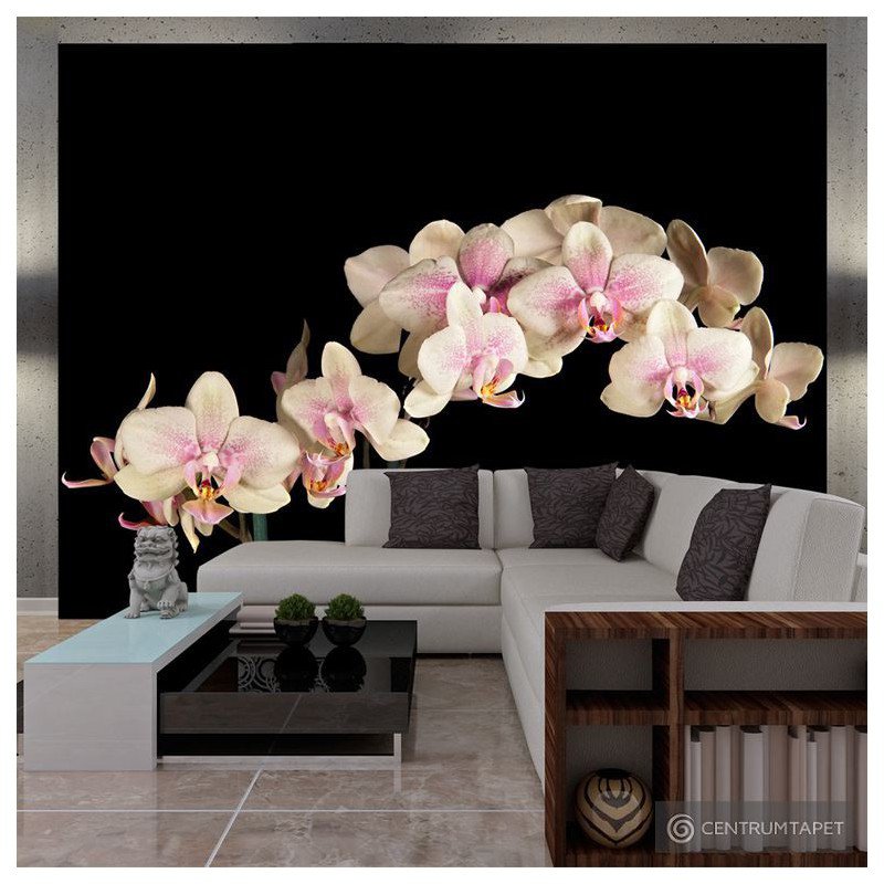 Fototapeta 100406-40 Kwitnąca orchidea