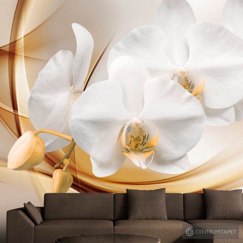 Fototapeta Kwiat orchidei b-A-0213-a-b
