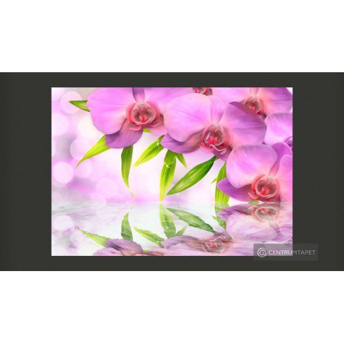 Fototapeta Orchidee w...