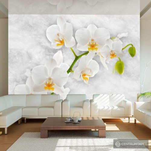 Fototapeta Liryczna orchidea - biel 10110906-90