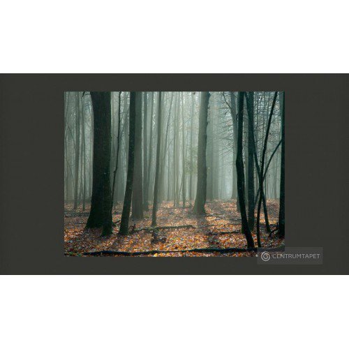 Fototapeta Witches' forest...