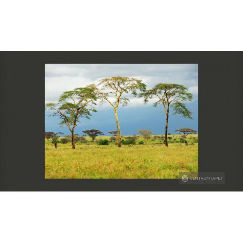 Fototapeta Savanna trees...