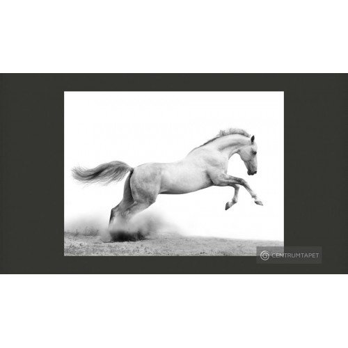 Fototapeta White gallop...