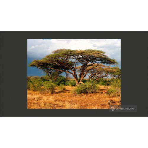  Kenia 100403-206