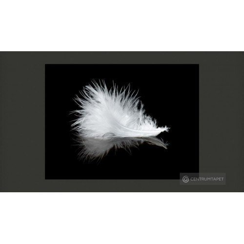 Fototapeta White feather...