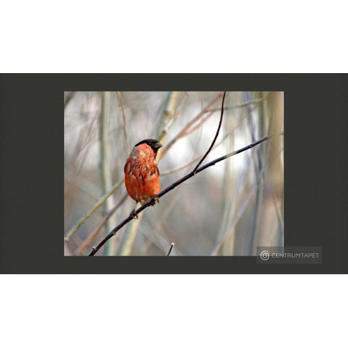 Fototapeta Bullfinch in the...