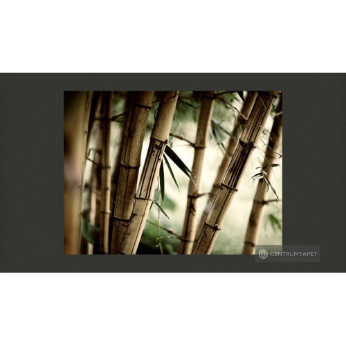 Fototapeta Fog and bamboo...