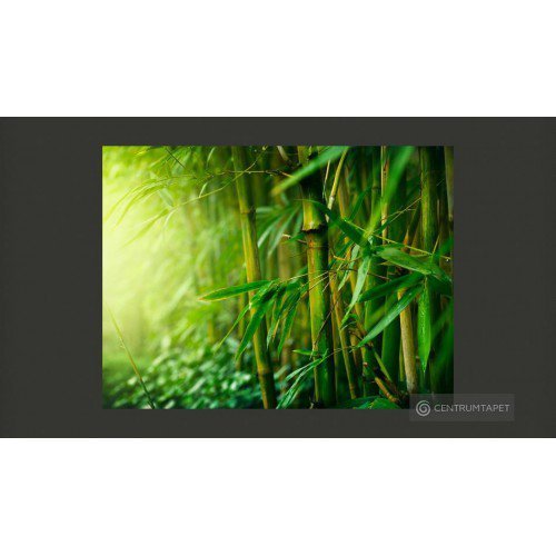 Fototapeta Bambus 100403-56