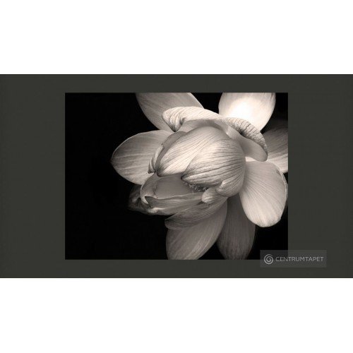 Fototapeta Kwiat lotosu...