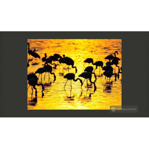 Fototapeta Kenia - flamingi...