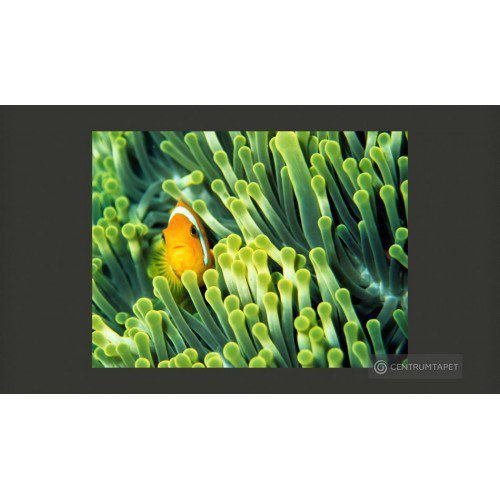 Fototapeta Anemonefish...