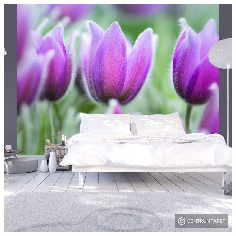 Fototapeta Fioletowe wiosenne tulipany 100406-120
