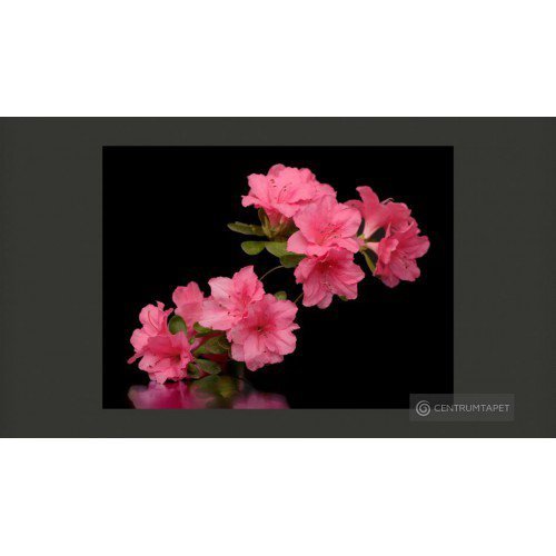 Fototapeta Azalea in Black...