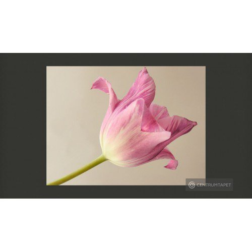 Fototapeta Pink tulip...