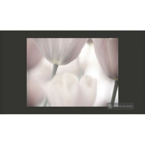 Fototapeta Tulips fine art...