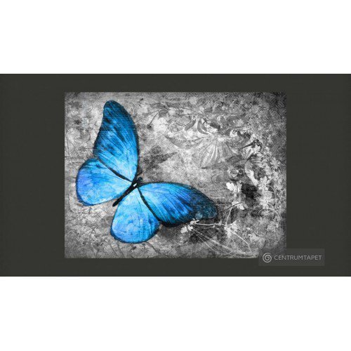 Fototapeta Blue butterfly...