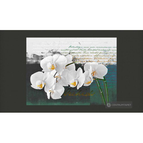 Fototapeta Orchidea -...
