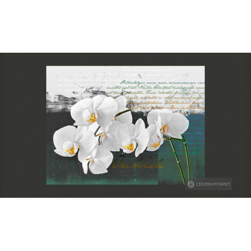 Fototapeta Orchidea -...