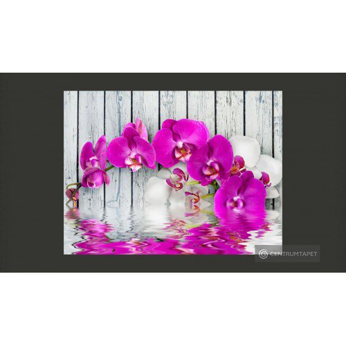 Fototapeta Violet orchids...