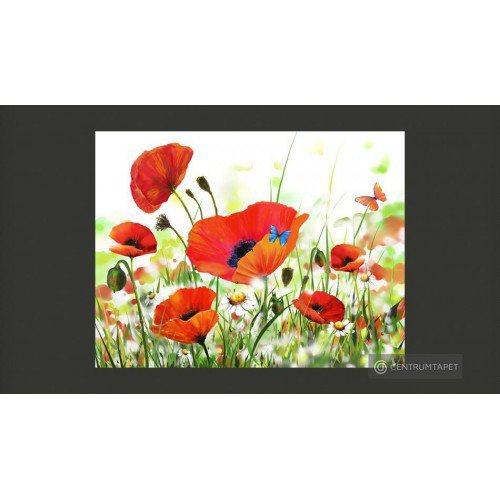 Fototapeta Country poppies...