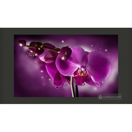 Fototapeta Baśń i orchidea...