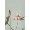 Fototapeta 158890 Blush Esta Home