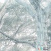Fototapeta R3-023 Magic Trees
