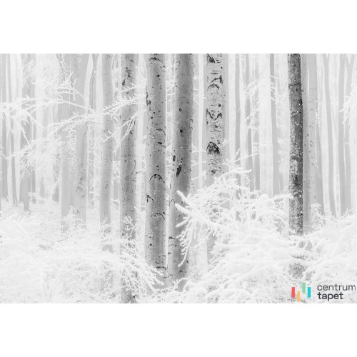 Fototapeta R4-043 Winter Wood