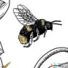 Fototapeta RSX8-054 Bumble Bee