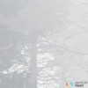 Fototapeta RSX8-055 Silver Haze